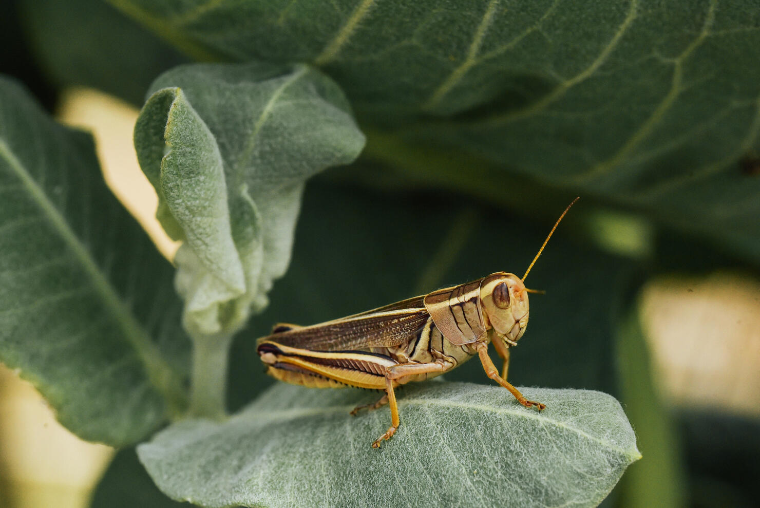 Grasshopper On Green Leaves