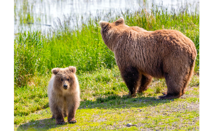 Big Momma And Her Yearling Cub