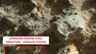 Charles Shults Martian 'Sea Urchin'