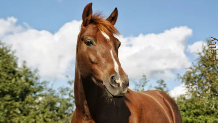 In Memoriam: Jason "The Horse" Wentworth