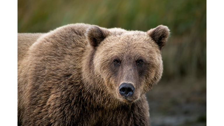 Brown bear portrait in Alaska