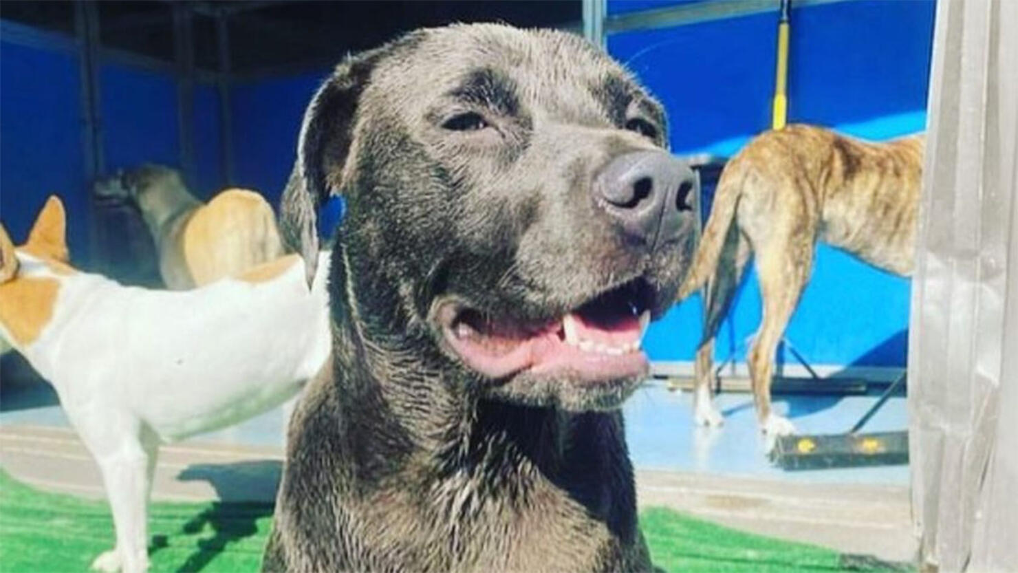 Luna, an emotional support dog, was reunited with her family