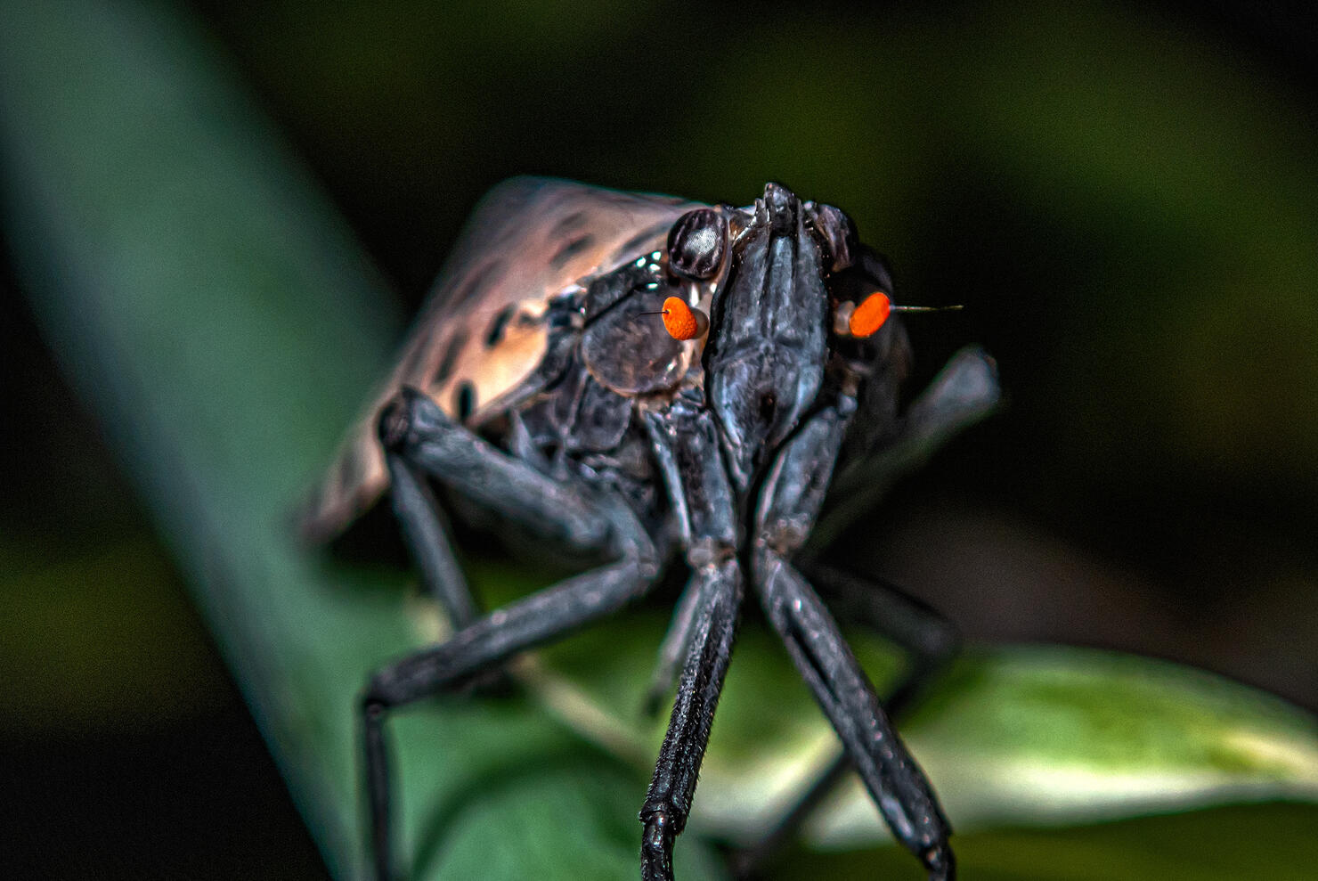 Closeup of spotted lanternfly; Lycorma delicatula