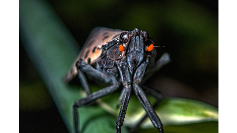 Closeup of spotted lanternfly; Lycorma delicatula