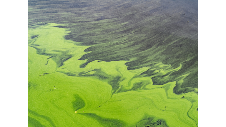 Full frame abstract green natural background made by Algal bloom