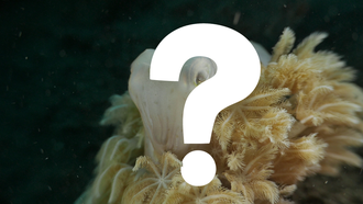 WATCH: Extremely 'Rare' Creature Spotted Off Coast Of Hawaiian Islands