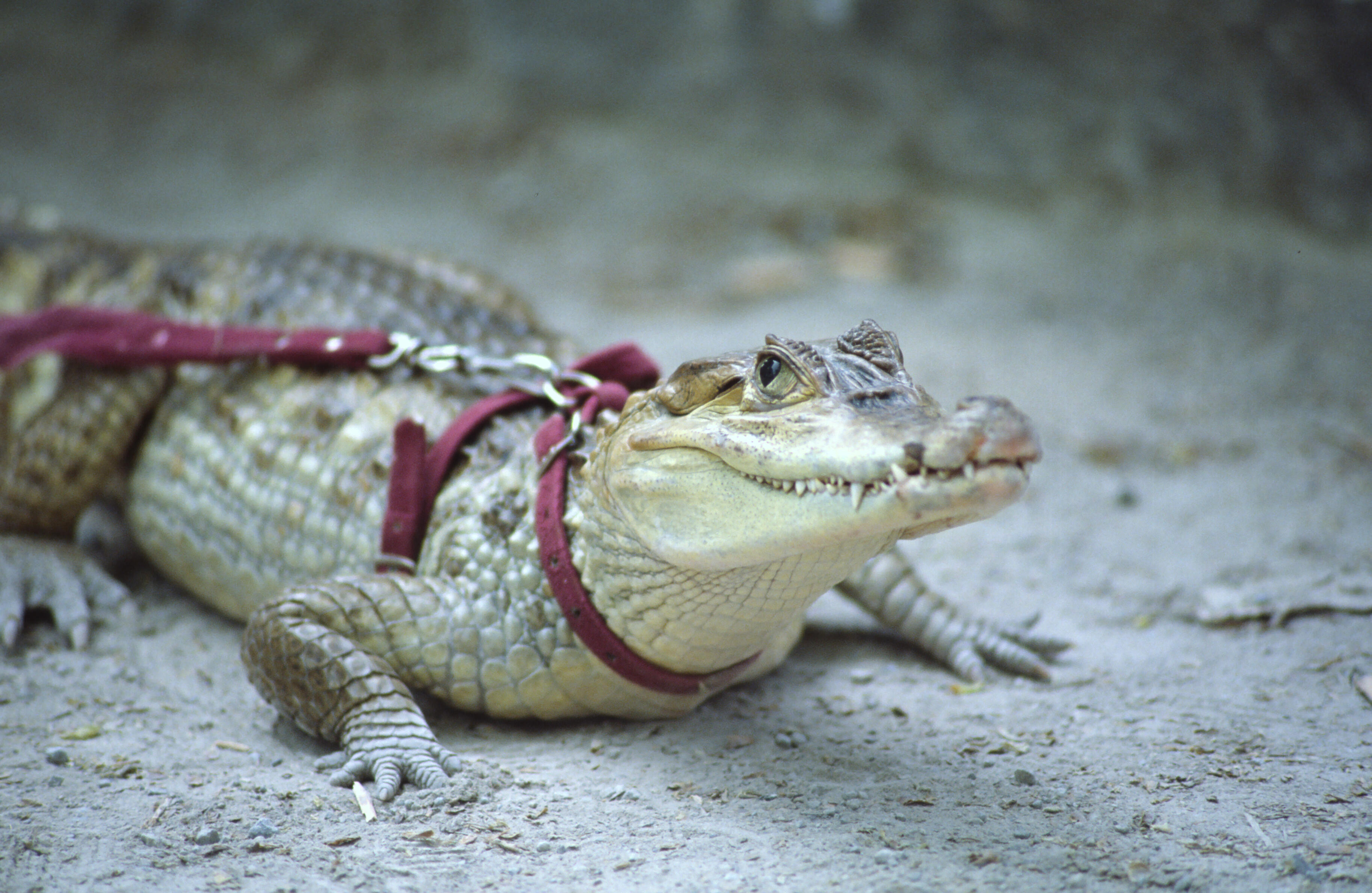 Fan and support alligator Wally denied entry into Phillies game