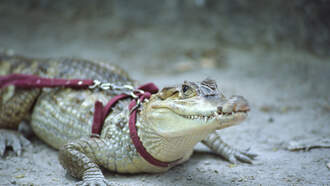 Emotional Support Alligator, Owner Turned Away From Phillies' Stadium 
