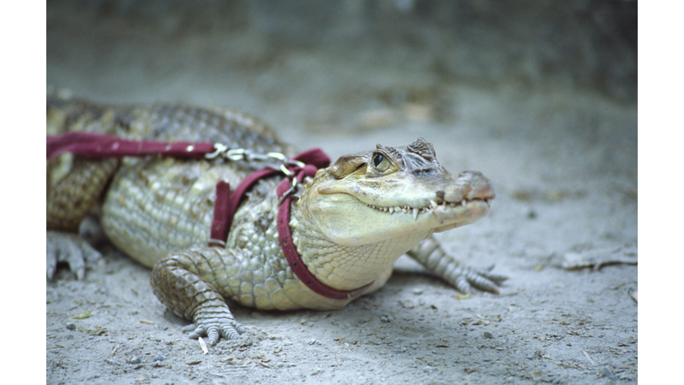 pet alligator