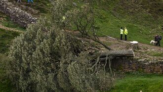 Two Men Charged with Felling of Iconic Sycamore Gap Tree in England
