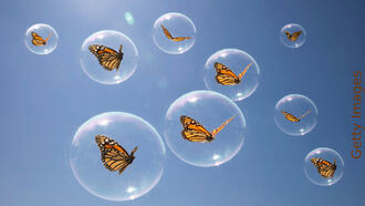 Space Updates / Reincarnation & Animals