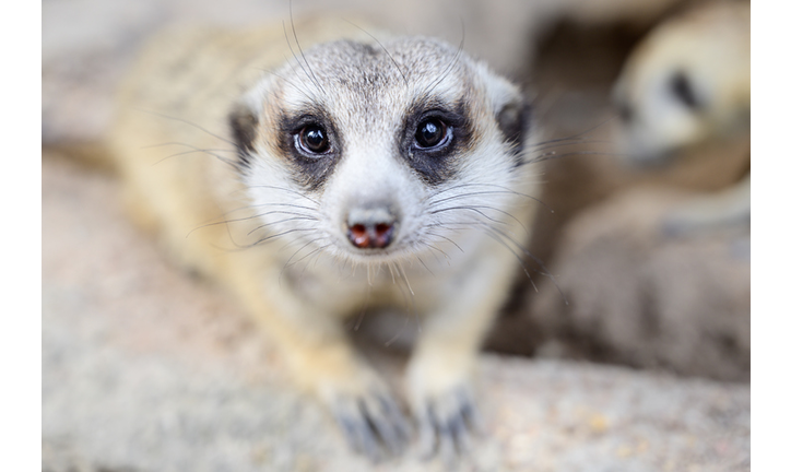 Close up meerkat at the national park.