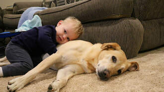 The Baby Is Bowling And The Dogs Are The Pins!