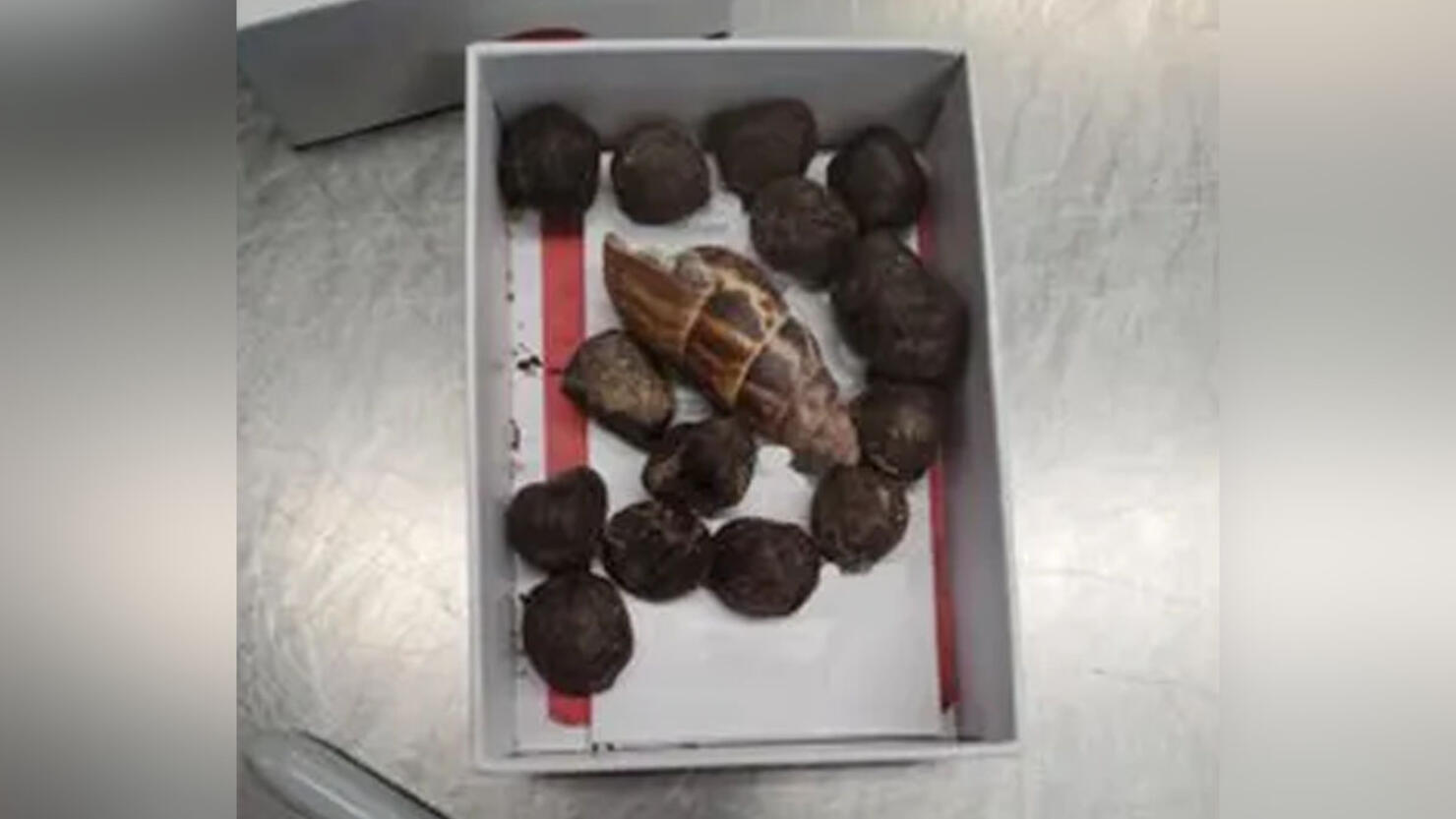 Box of giraffe poop seized at airport