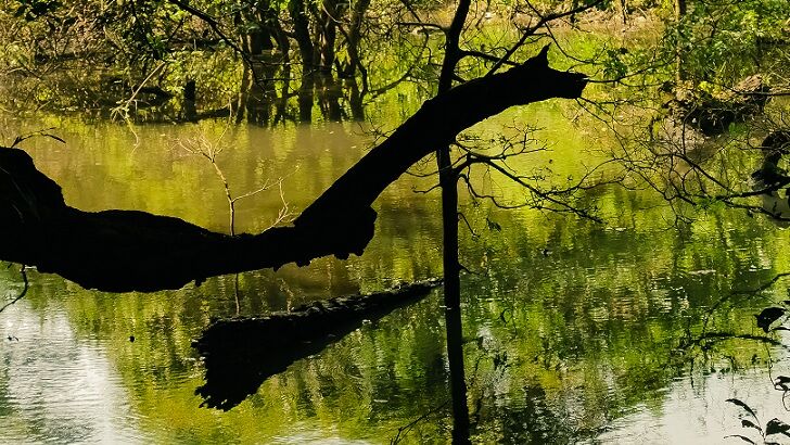 Wildlife Officials Squash Lake Monster Speculation in Massachusetts 