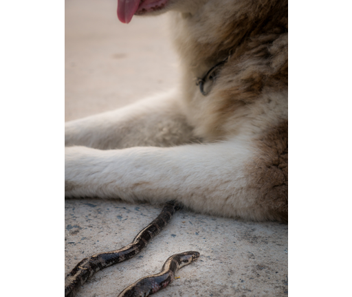 Snake was Bitten by The Dog Died