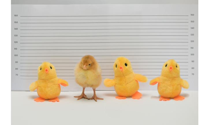 Conceptual Real and Toy Chicken Posing For Mug Shot At Police Station