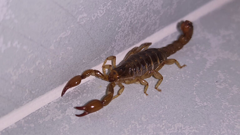 Brown scorpion inside a bathroom of a house, this species the sting is very painful, it needs an antidote, but it is not deadly.