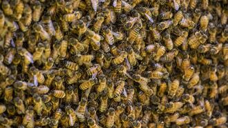 Video: Witch Doctor Summons Swarm of Bees to 'Handcuff' Motorcycle Thief in Uganda