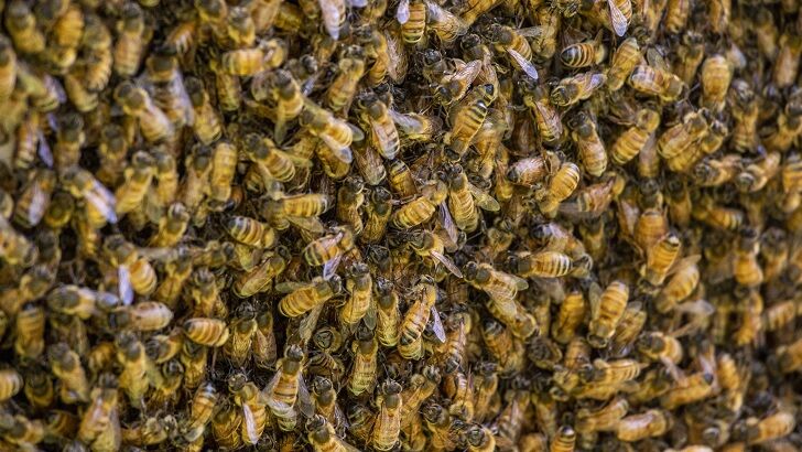 Thieves Return Stolen Money After Witch Doctor Unleashes Swarm of Bees on Them