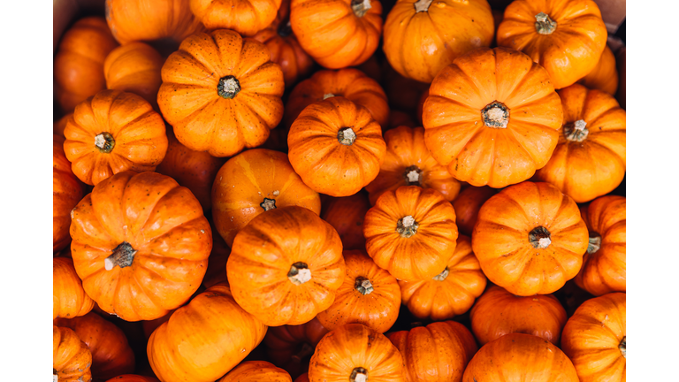 Heap of round orange pumpkins, directly above view
