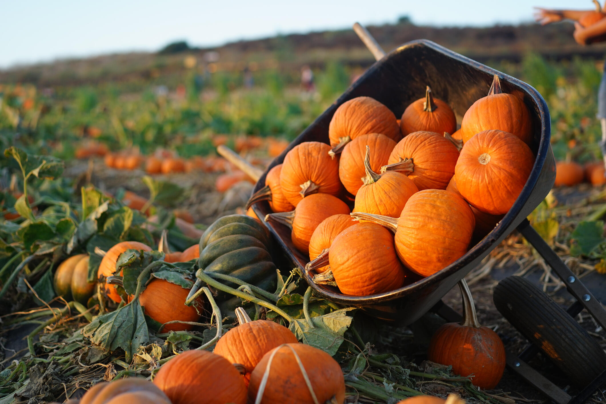 Illinois Pumpkin Patch Named Among '25 Best Pumpkin Patches' In The US