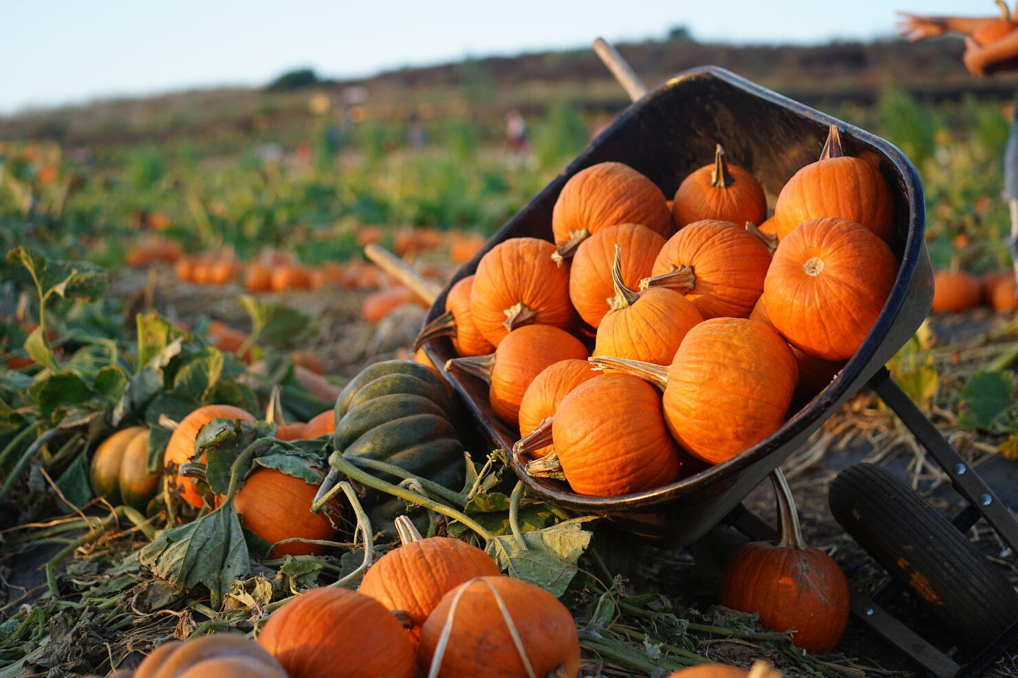 Wheelbarrow full of pumpkins