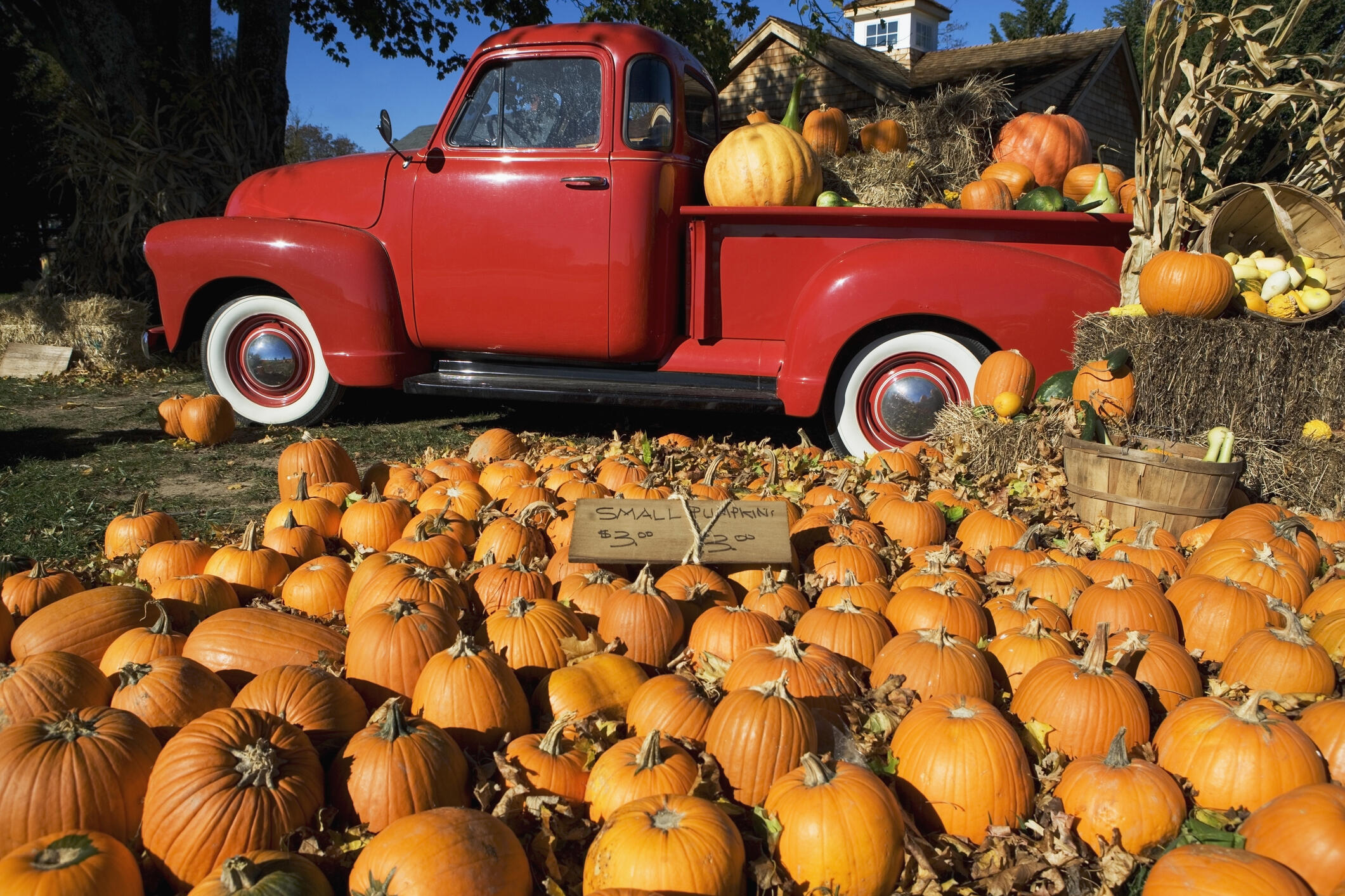 California Pumpkin Patch Named Among '25 Best Pumpkin Patches' In The ...