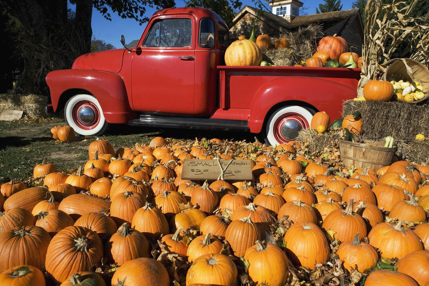 USA, New York, Peconic, pumpkin farm with pickup truck