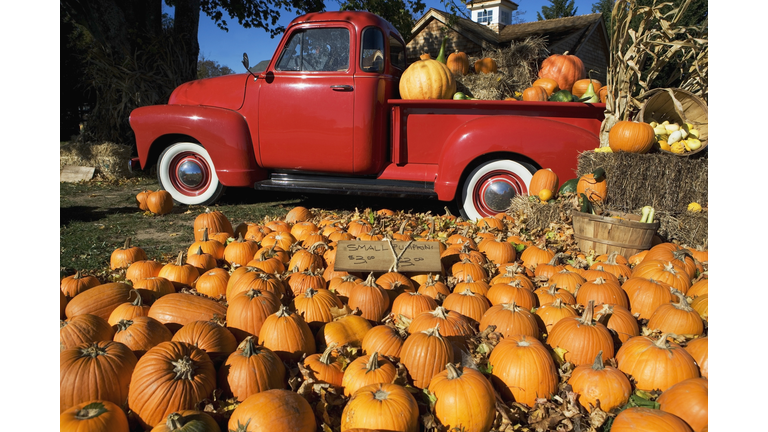 USA, New York, Peconic, pumpkin farm with pickup truck