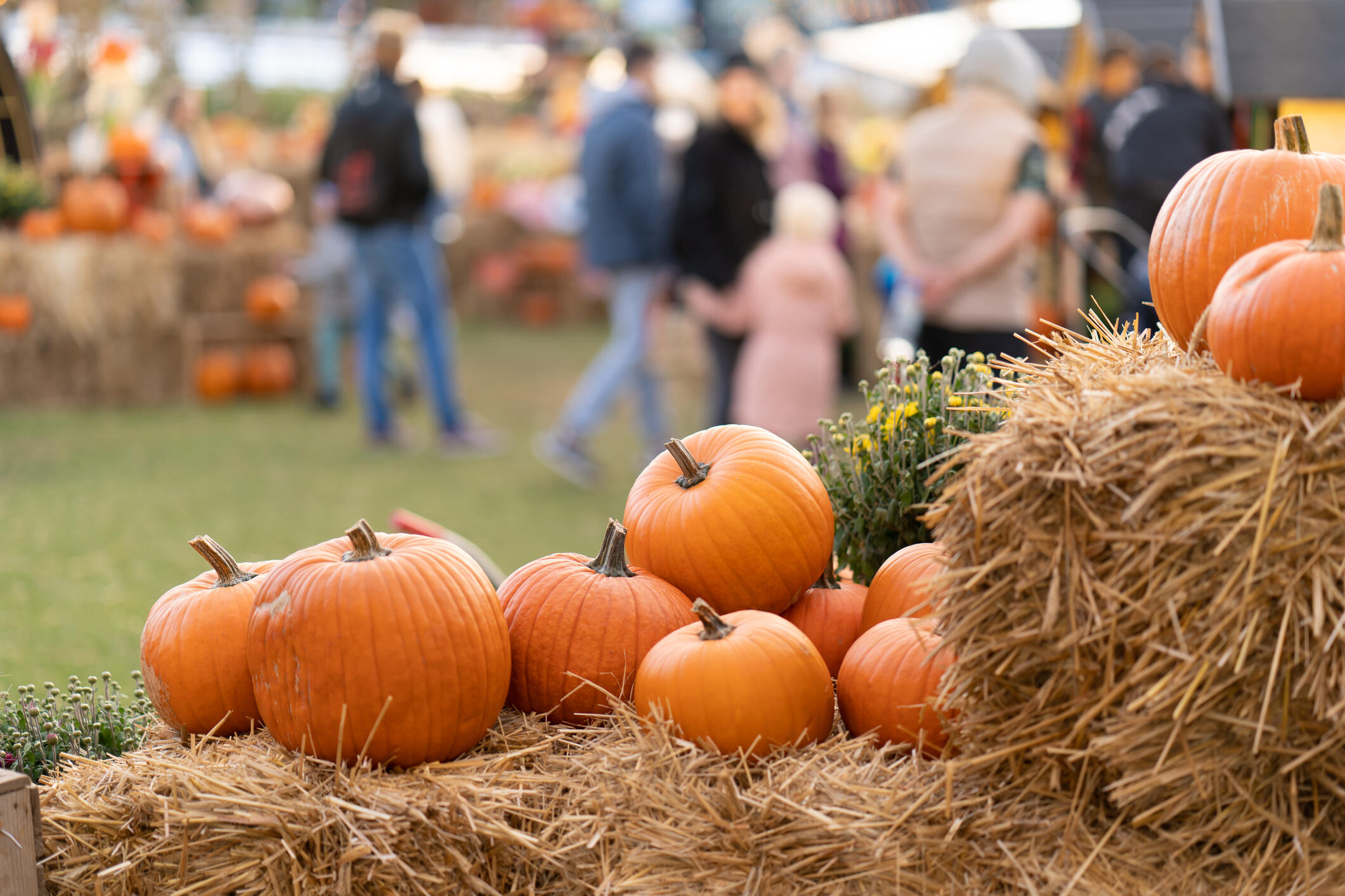 Pennsylvania Pumpkin Patch Named Among 25 Best Pumpkin Patches In The Us Iheart 2260