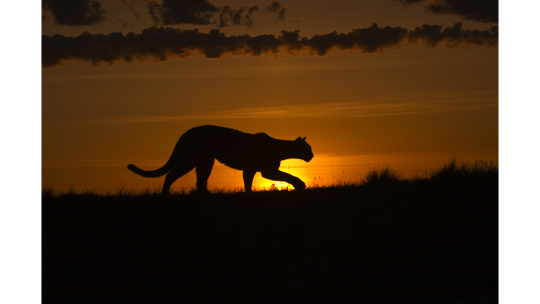 Cougar at dawn