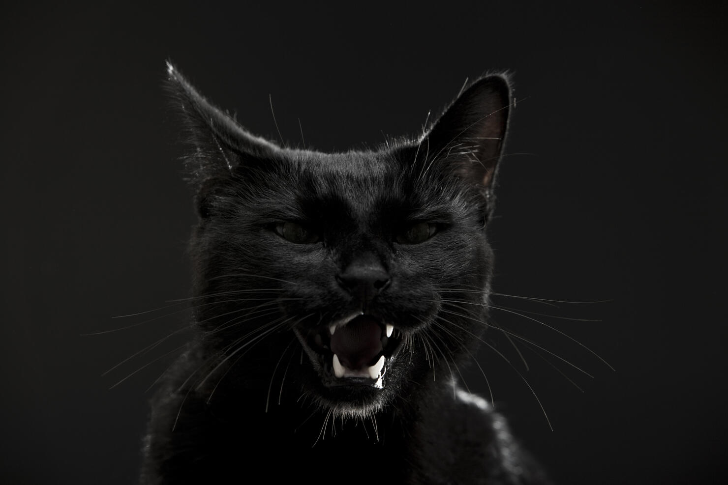 Black cat