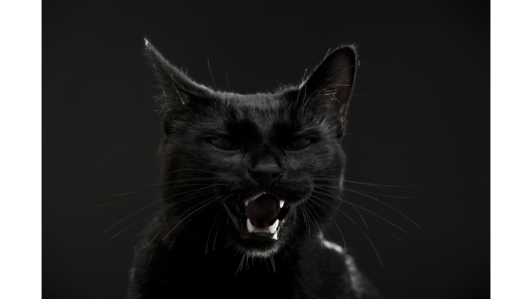 Black cat