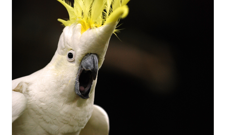 Excited Cockatoo