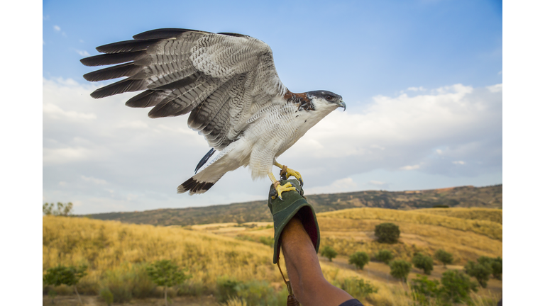 Portrait of a falcon