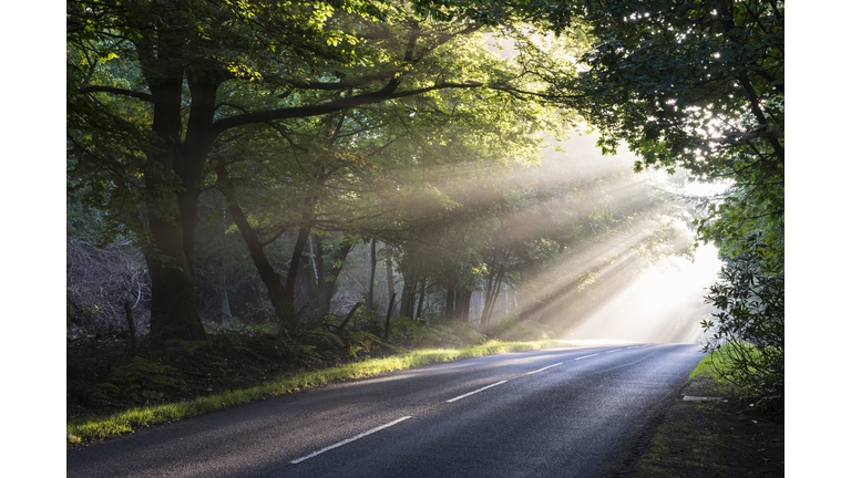Morning sun rays falling on forest road