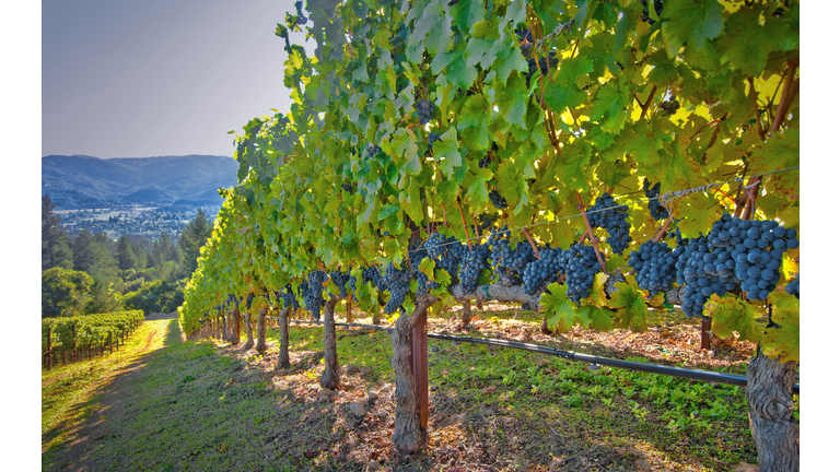 Vineyard near St. Helena, California