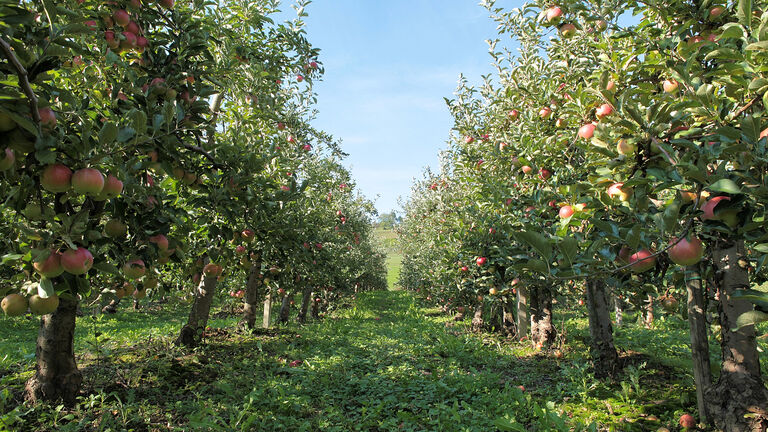 Ripe apples at the orchard on the warm autumn afternoon.