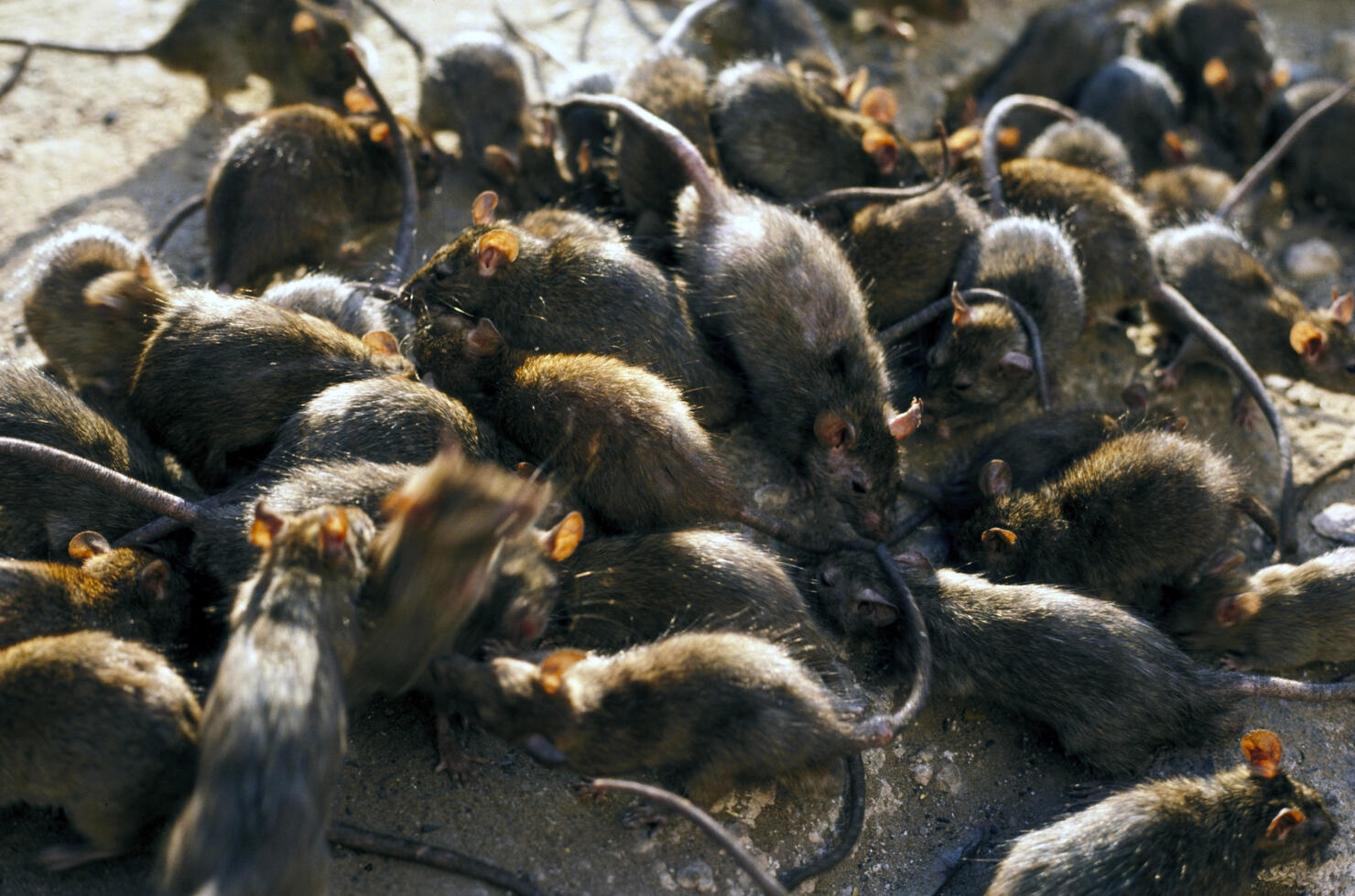 See Where Chicago Ranks On List Of The 'Rattiest Cities In The US' For