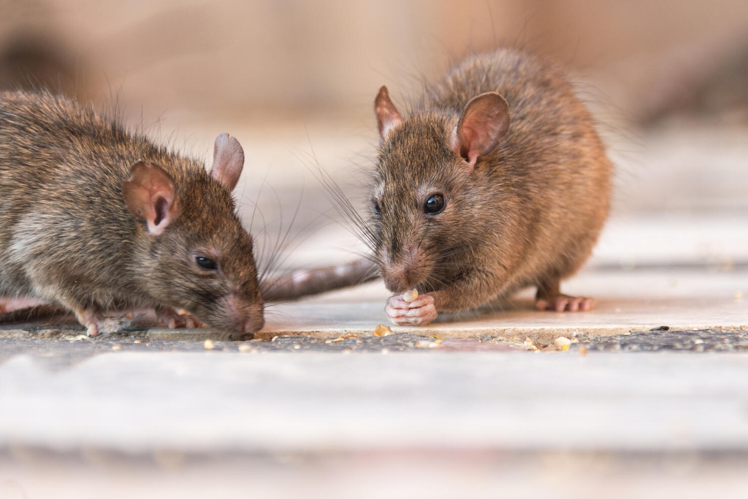 Rat eating