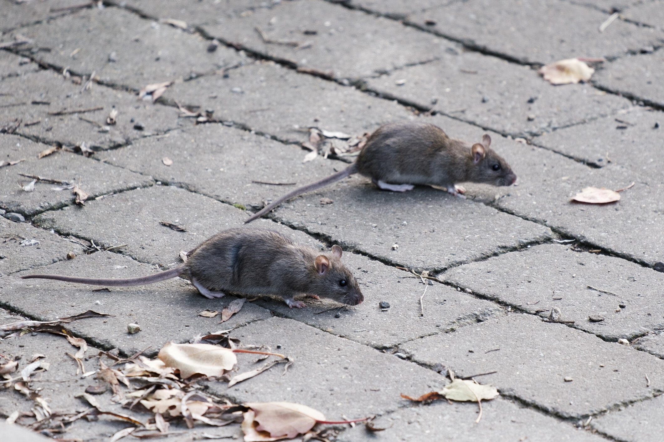 One Pennsylvania City Named Among The 'Rattiest Cities In The US' For