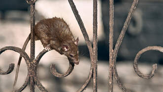 1 Washington City Among The Most 'Rodent-Infested' Cities In America