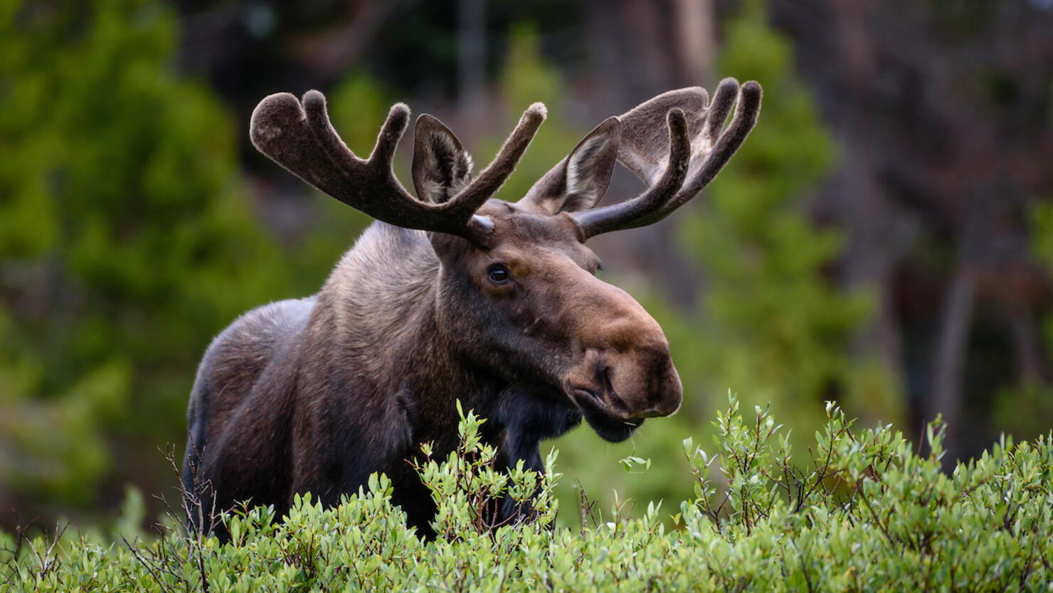 A moose moose in the forest,Fort Collins,Colorado,United States,USA