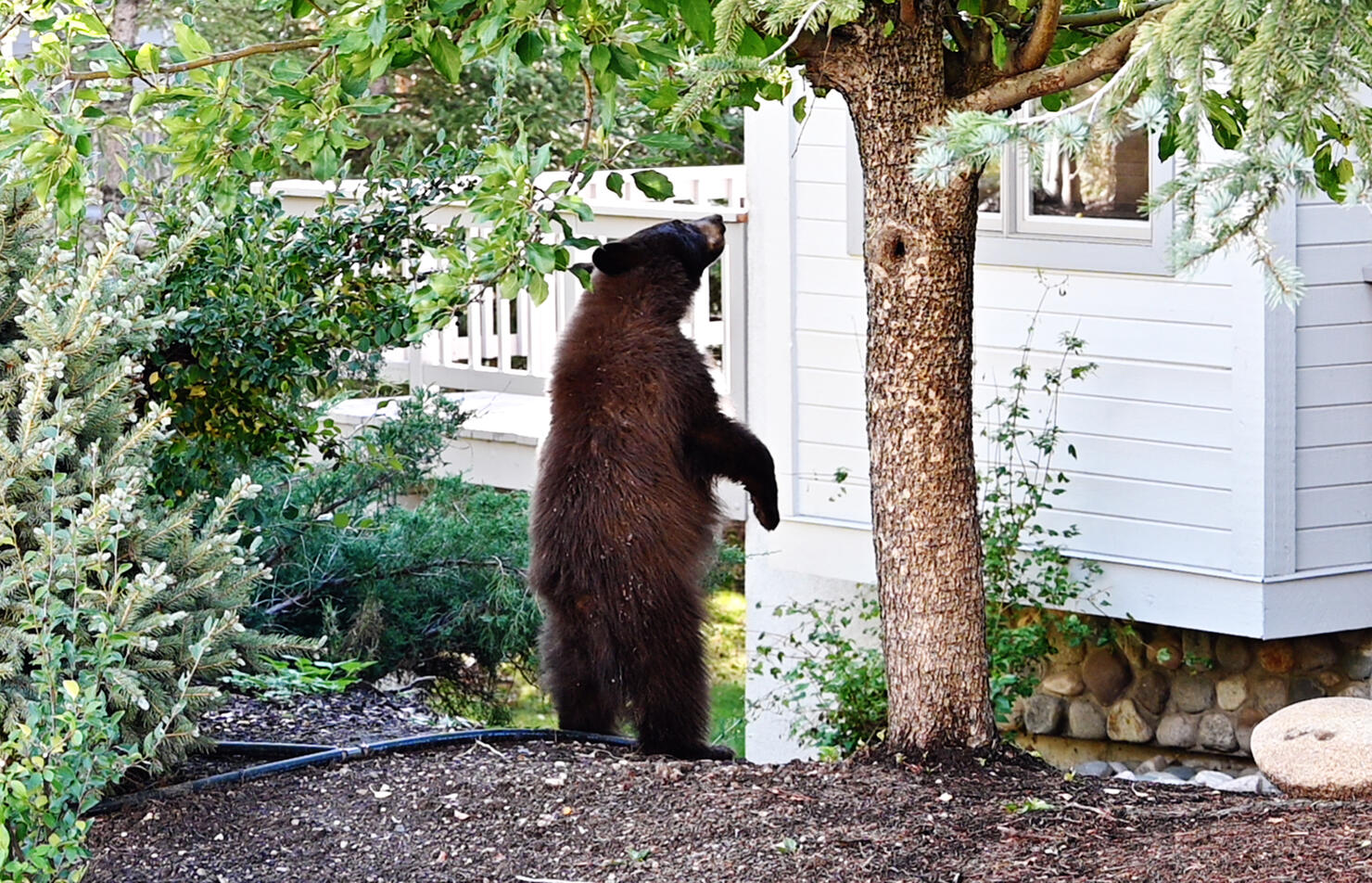 Bear Standing by Tree