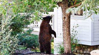 WATCH: Pranking Bear Rings Doorbell Of California Home In Hilarious Video 