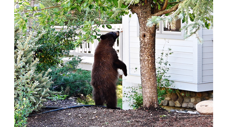Bear Standing by Tree