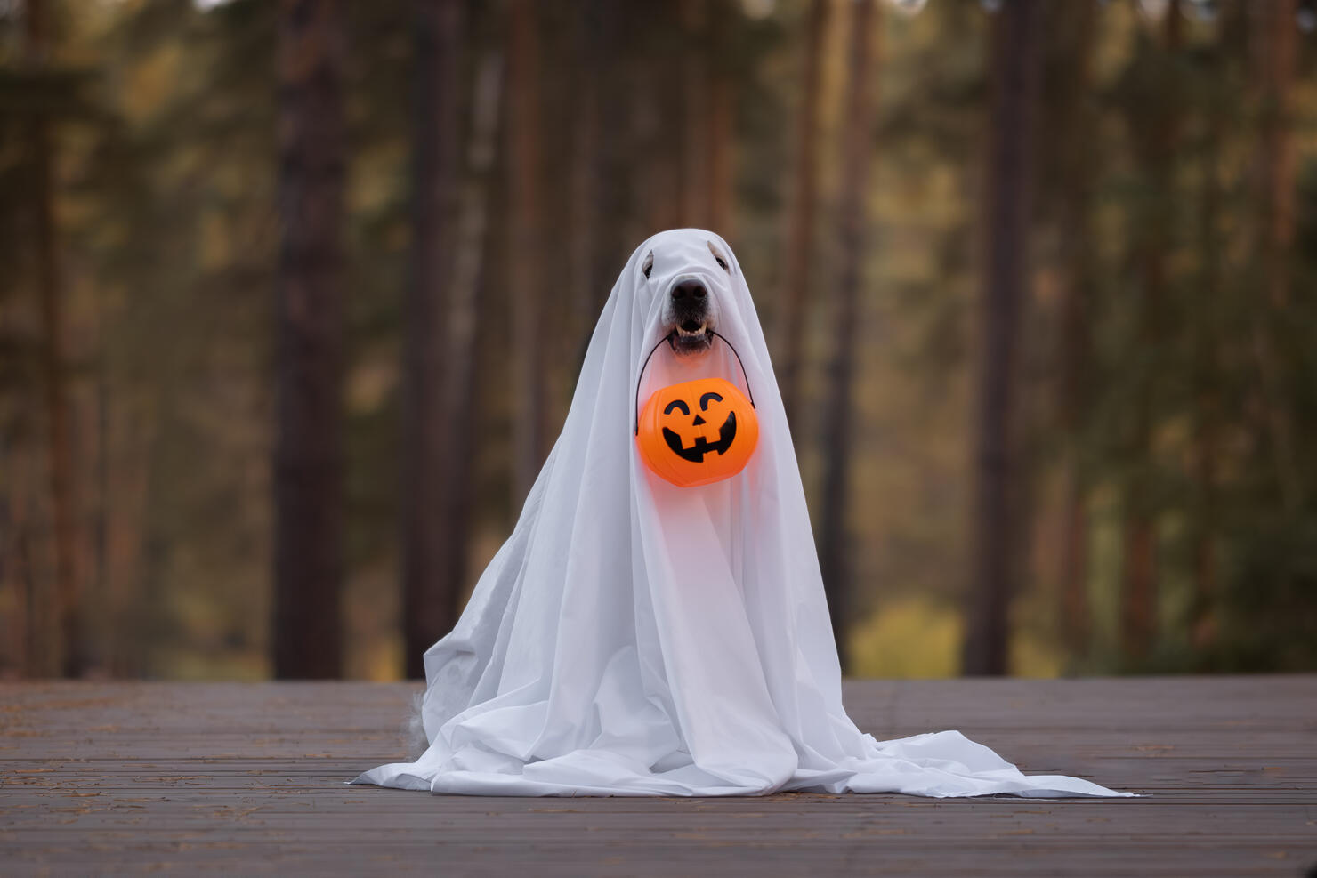 A dog in a ghost costume for Halloween. A golden retriever sits in a fall park holding a pumpkin-shaped candy bucket in his teeth for the holiday.