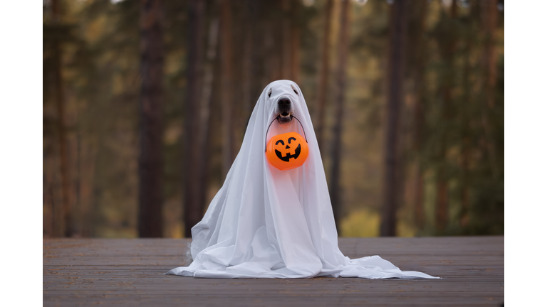 A dog in a ghost costume for Halloween. A golden retriever sits in a fall park holding a pumpkin-shaped candy bucket in his teeth for the holiday.