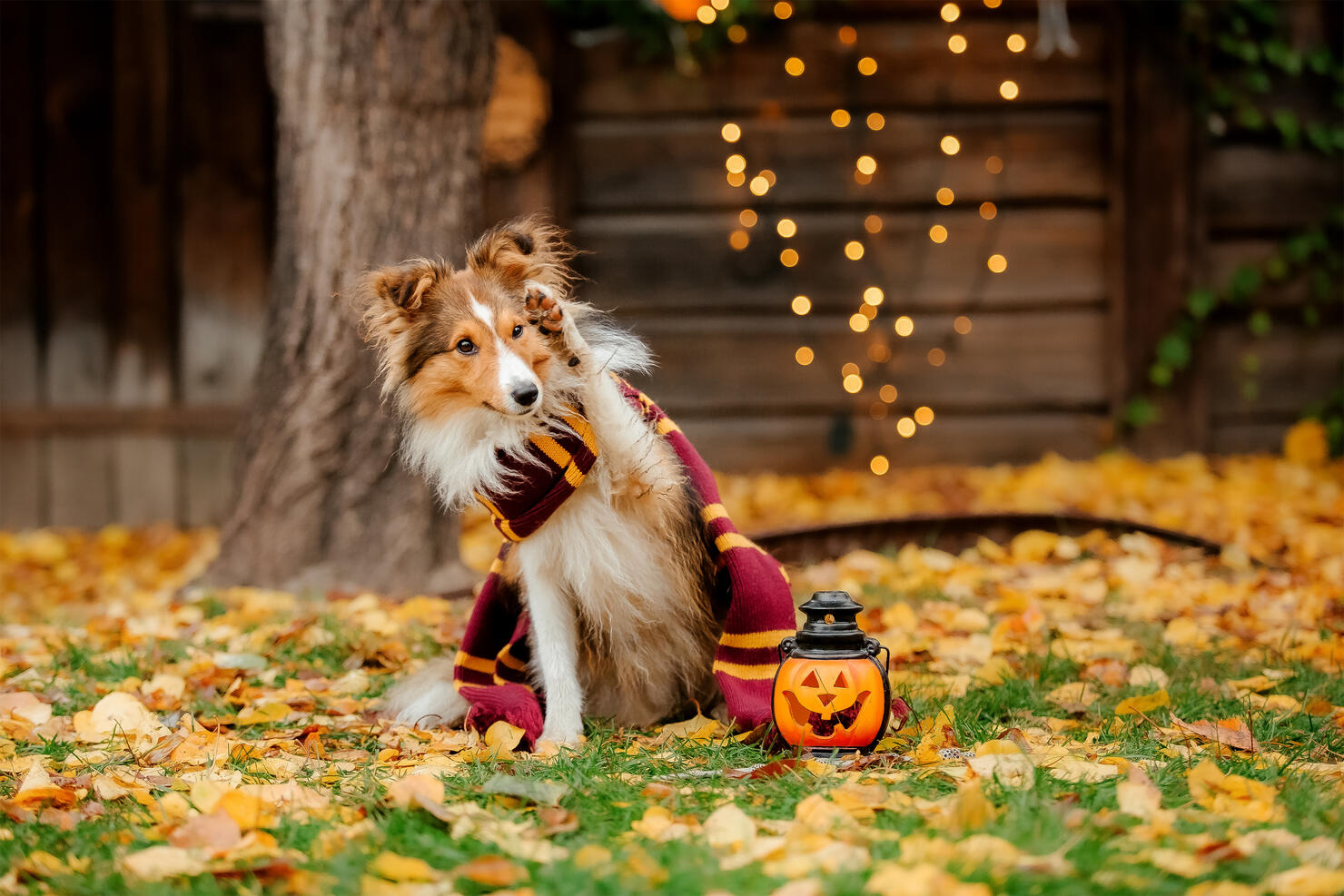 Dog with pumpkins. Shetland Sheepdog. Thanksgiving day. Fall season. Halloween holidays. Sheltie dog breed